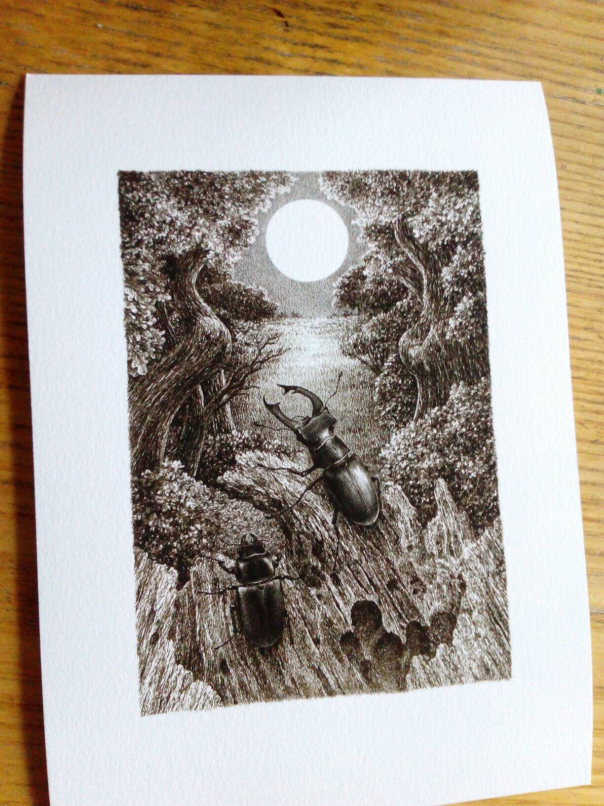 A4 sized print - Stag Beetles & Full Moon, limited edition