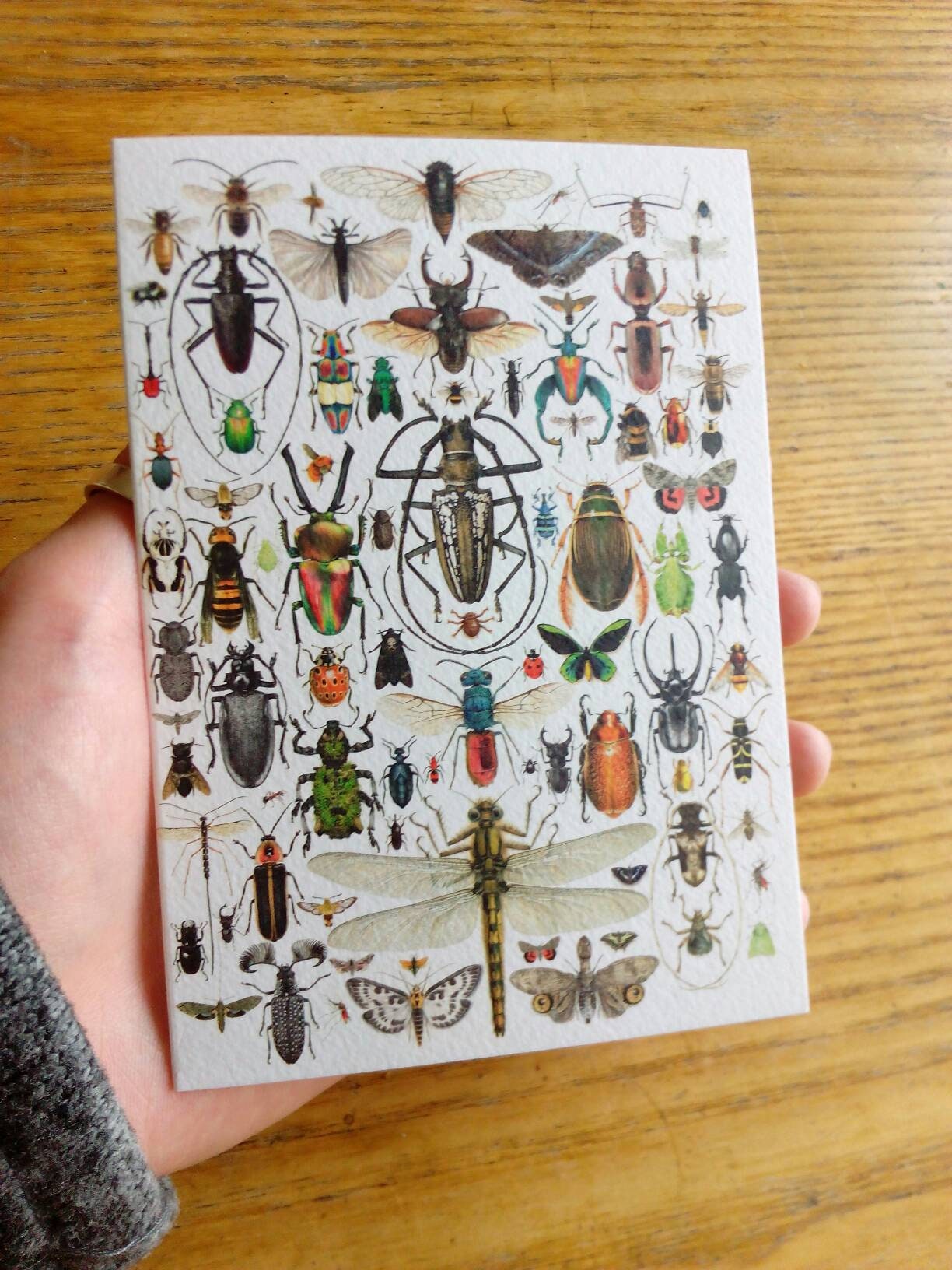 Insect Ritual Card Insect compilation greetings card – Carim Nahaboo Artwork