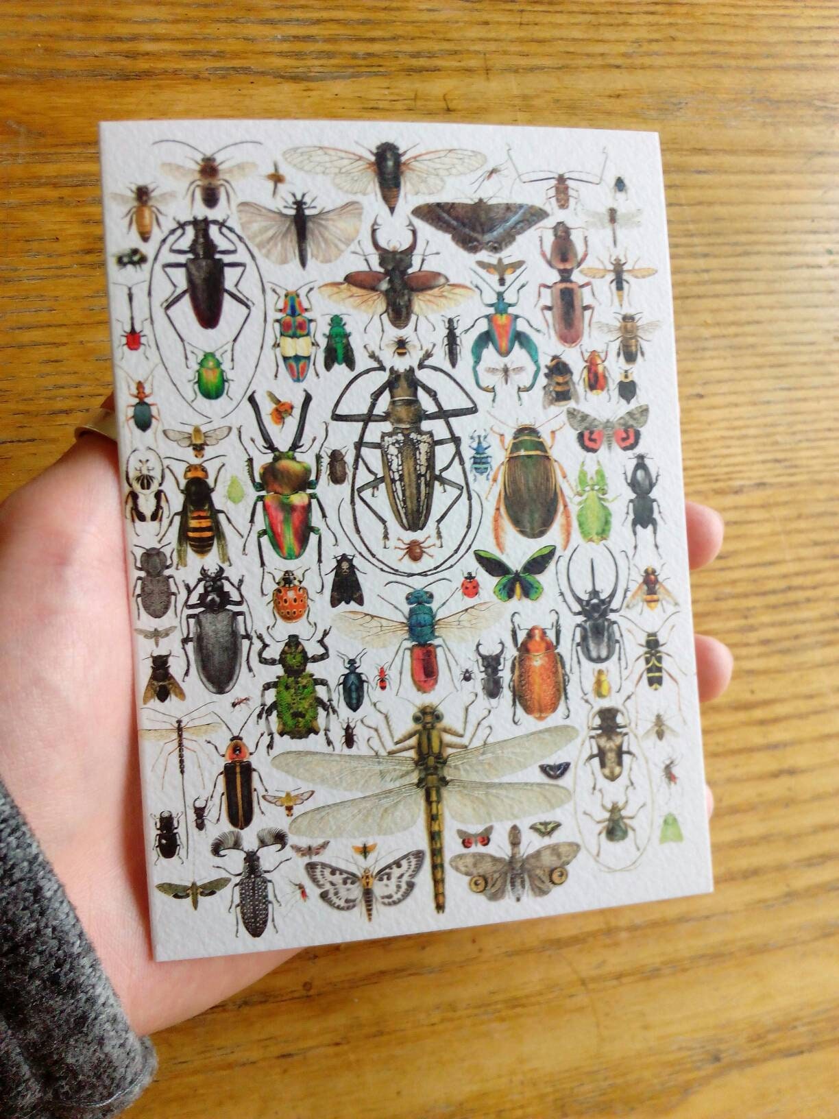 Insect compilation greetings card