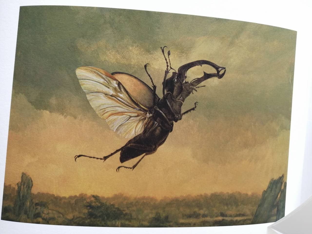Billywitch Stag Beetle, Lucanus cervus limited edition print