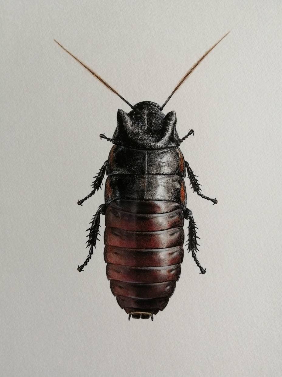 Gromphadorhina oblongonota - Wide-Horn Hissing Cockroach. A4 size limited edition print