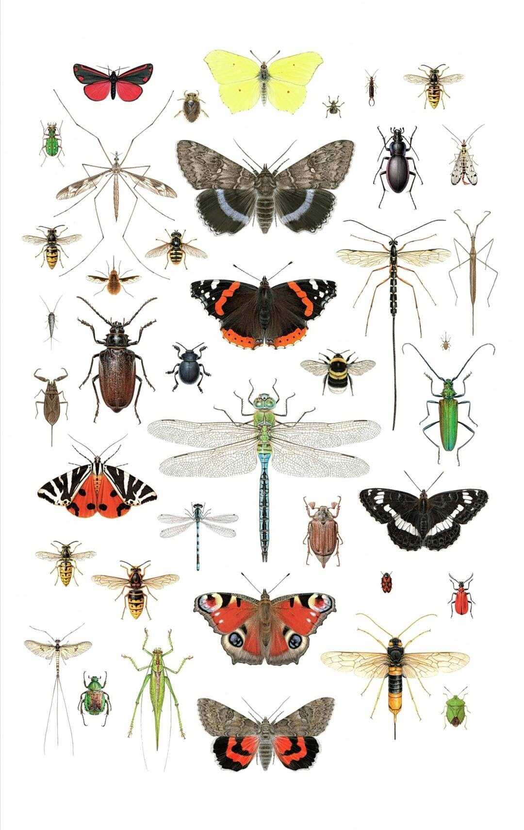 British Insects Lifesize compilation 2 – Carim Nahaboo Artwork
