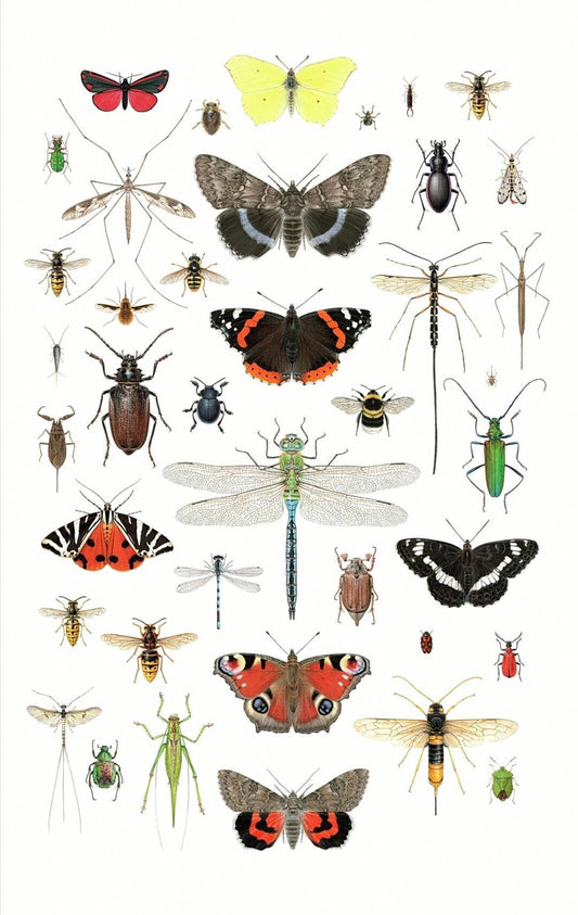 British Insects Lifesize compilation 2