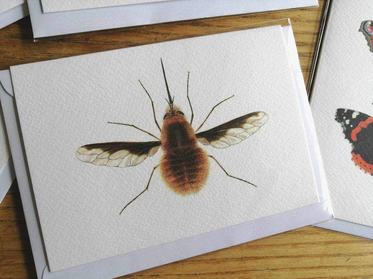 Greetings Card - Bee Fly Bombylius major