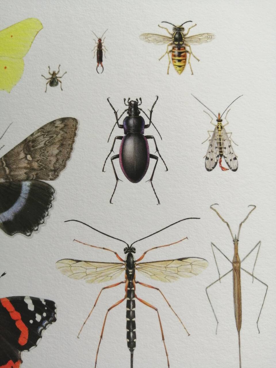 Britishcommenn Inspring Insects British Insects Lifesize compilation 2 – Carim Nahaboo Artwork