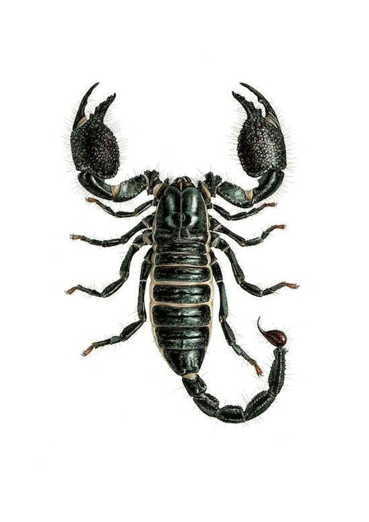 Pandinus imperator - Emperor Scorpion limited edition art print