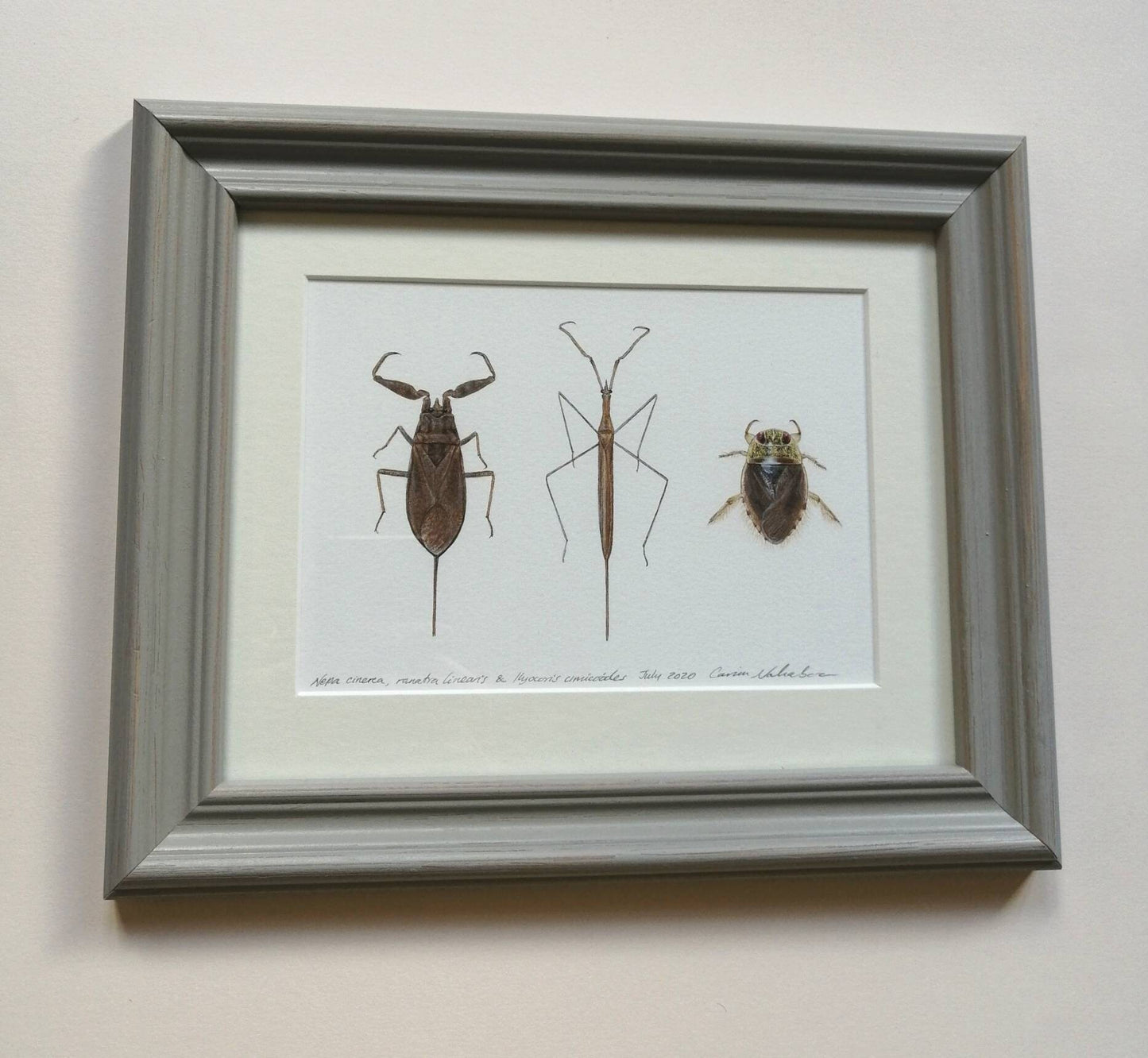 Framed Original Artwork - Aquatic Bugs