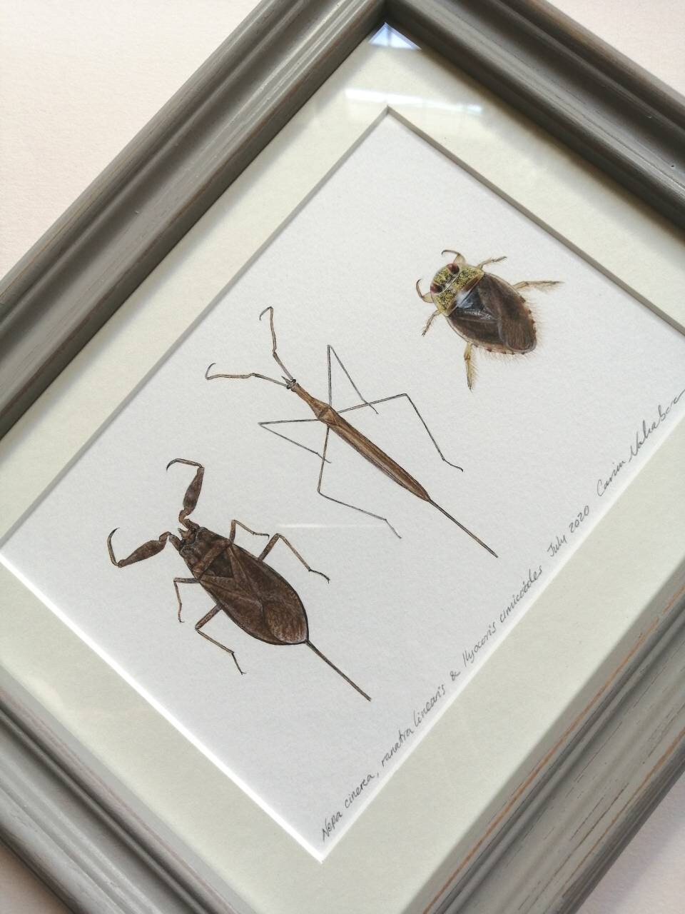 Framed Original Artwork - Aquatic Bugs