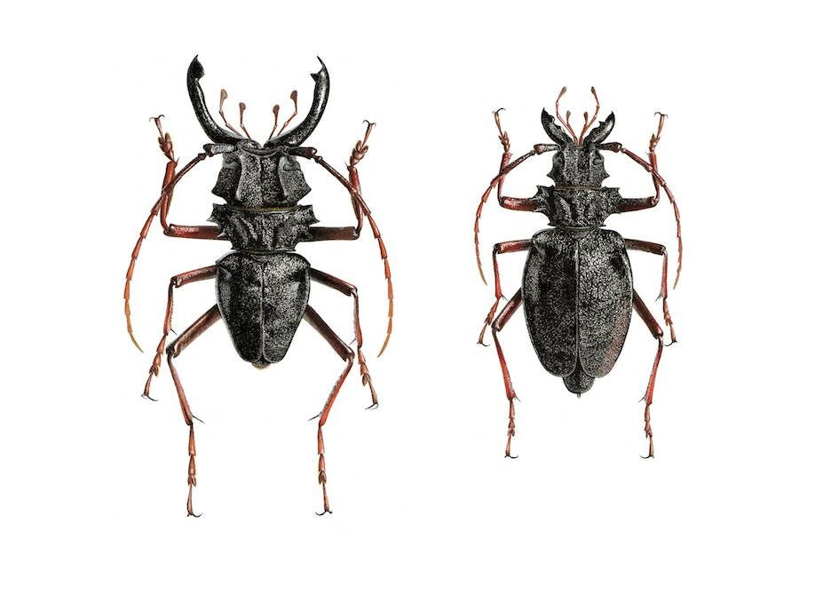 Prionacalus cacicus Pair - Male & Female A3 size limited edition art print