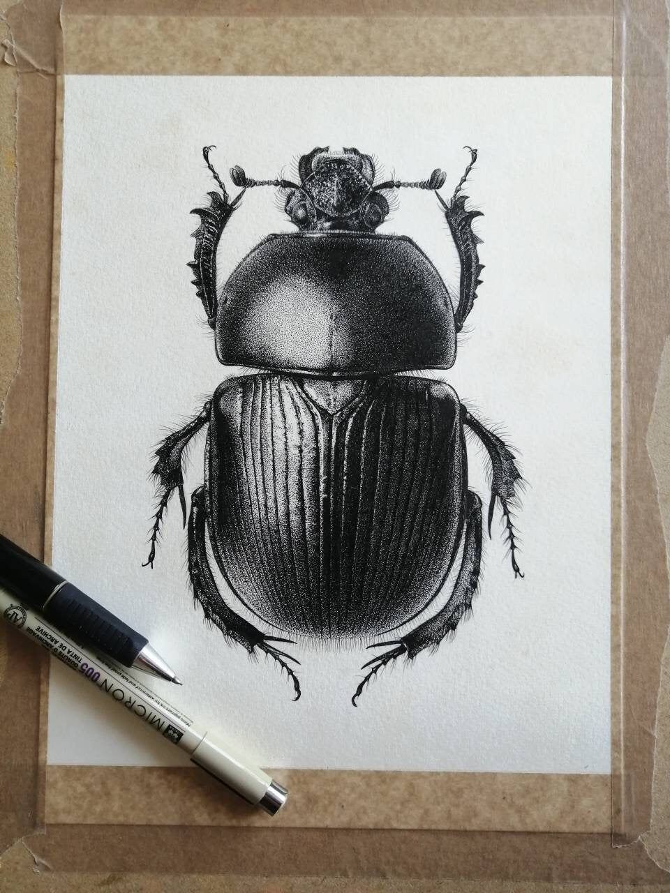 Dor Beetle, Geotrupes spiniger, limited edition art print