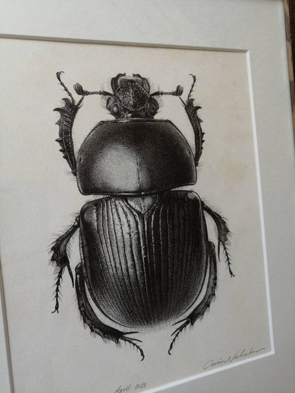 Dor Beetle, Geotrupes spiniger, limited edition art print