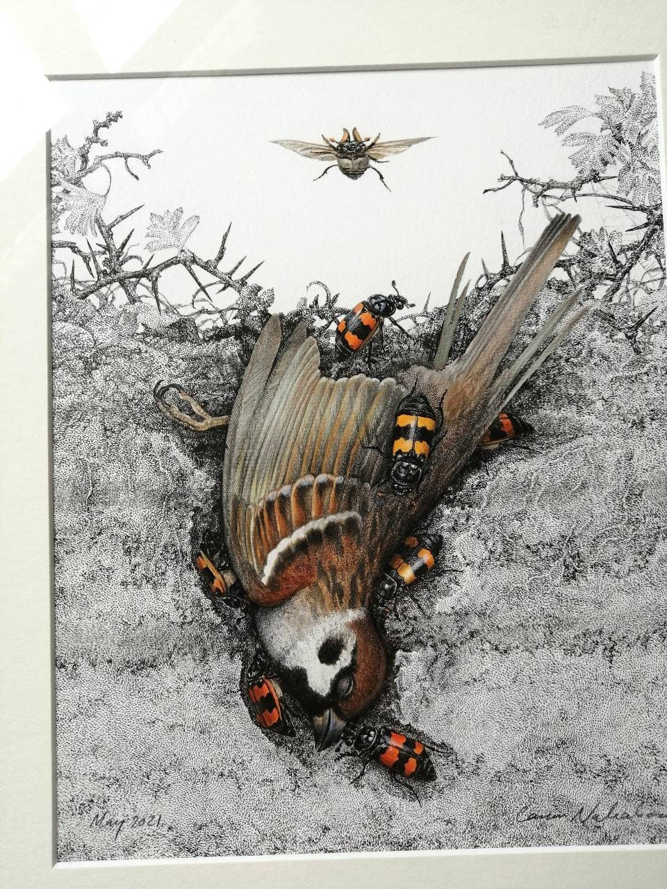 Nicrophorus & Tree Sparrow, limited edition art print 10x8inch