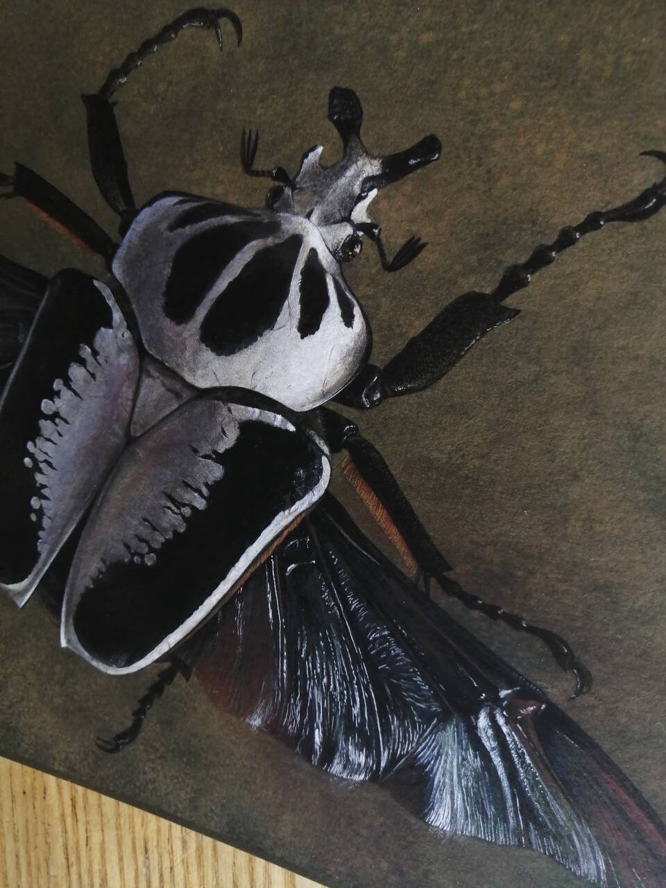 Goliathus regius in flight - limited edition A4 size print Goliath Beetle