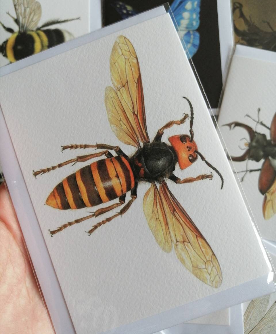 Greetings Card - Vespa mandarinia Queen. Giant Asian Hornet