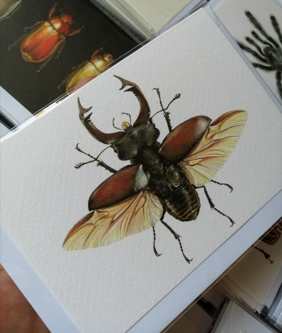 Stag Beetle - Greetings Card (Lucanus cervus)