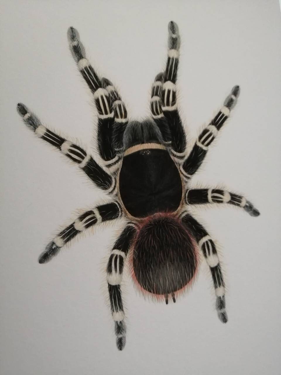 Giant White Knee, Acanthoscurria geniculata. Limited edition A4 size art print
