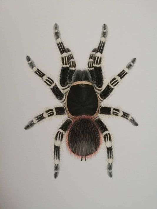 Giant White Knee, Acanthoscurria geniculata. Limited edition A4 size art print