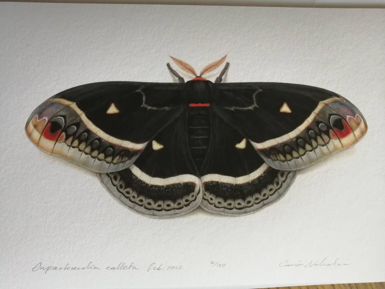 Eupackardia calleta silk moth limited edition art print, A4 size