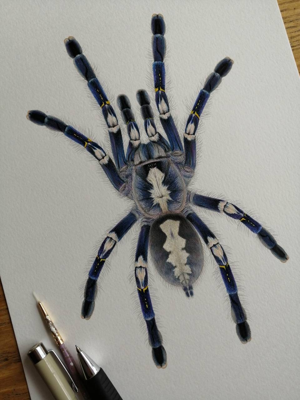 Poecilotheria metallica limited edition art print A4 size