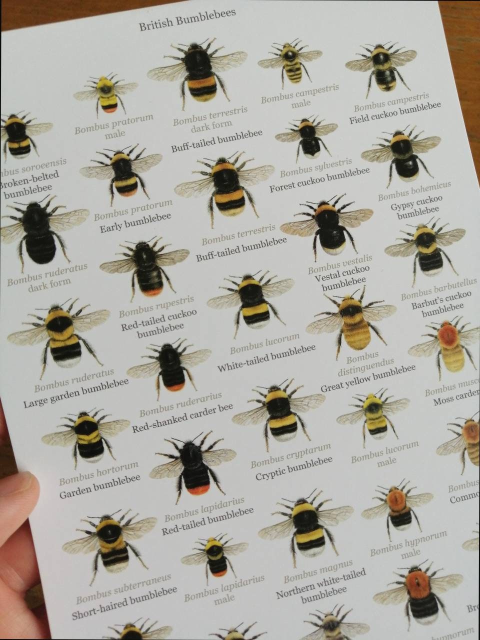 A4 size limited edition art print, Lifesize British Bumblebees, with A5 size Key to species.