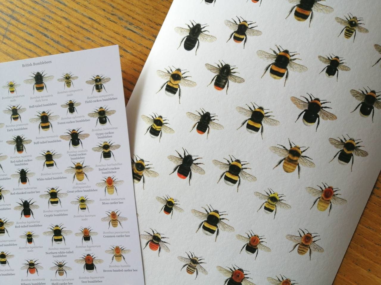 A4 size limited edition art print, Lifesize British Bumblebees, with A5 size Key to species.