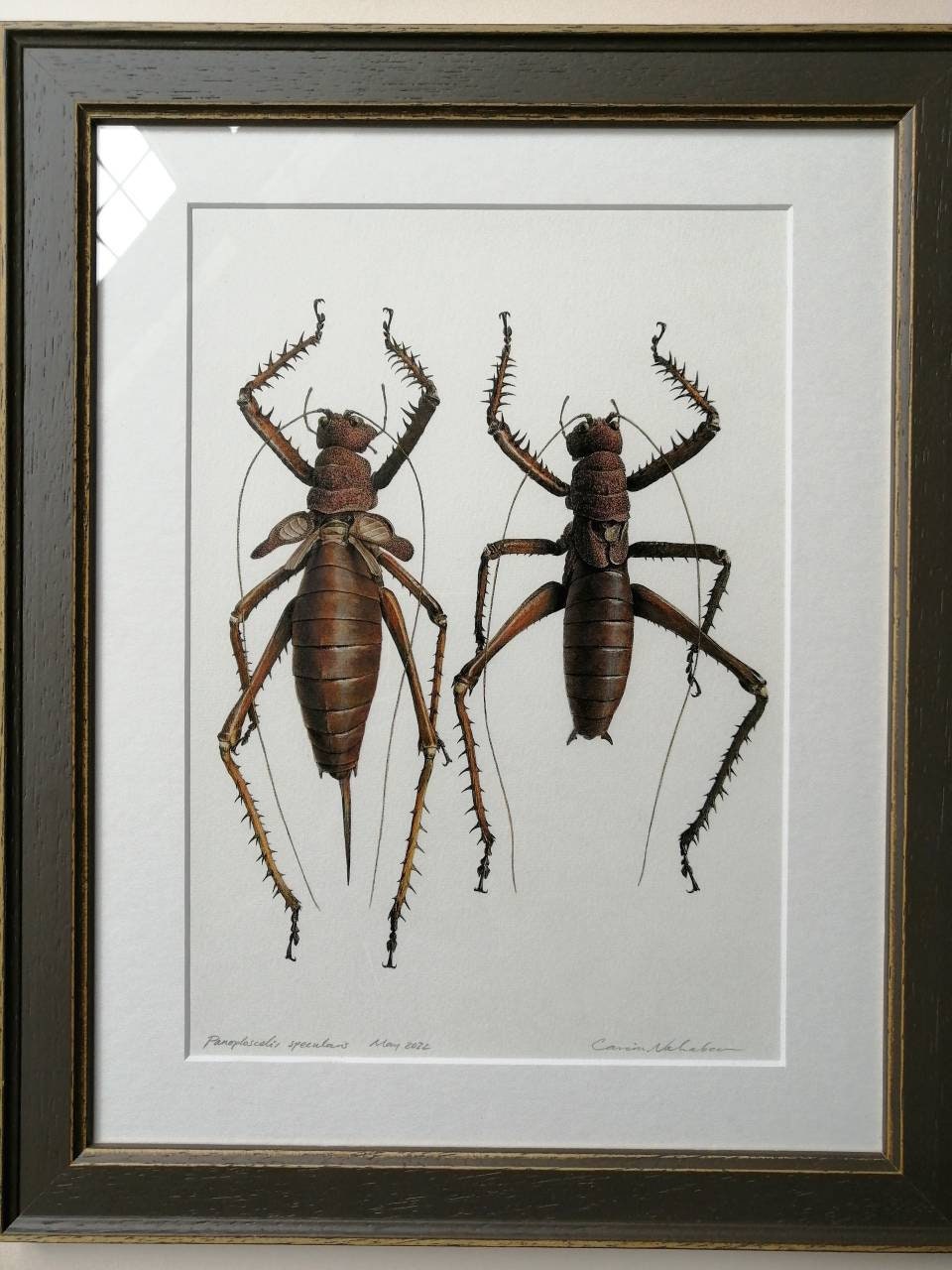 Framed Original Artwork - Panoploscelis specularis Female & Male pair