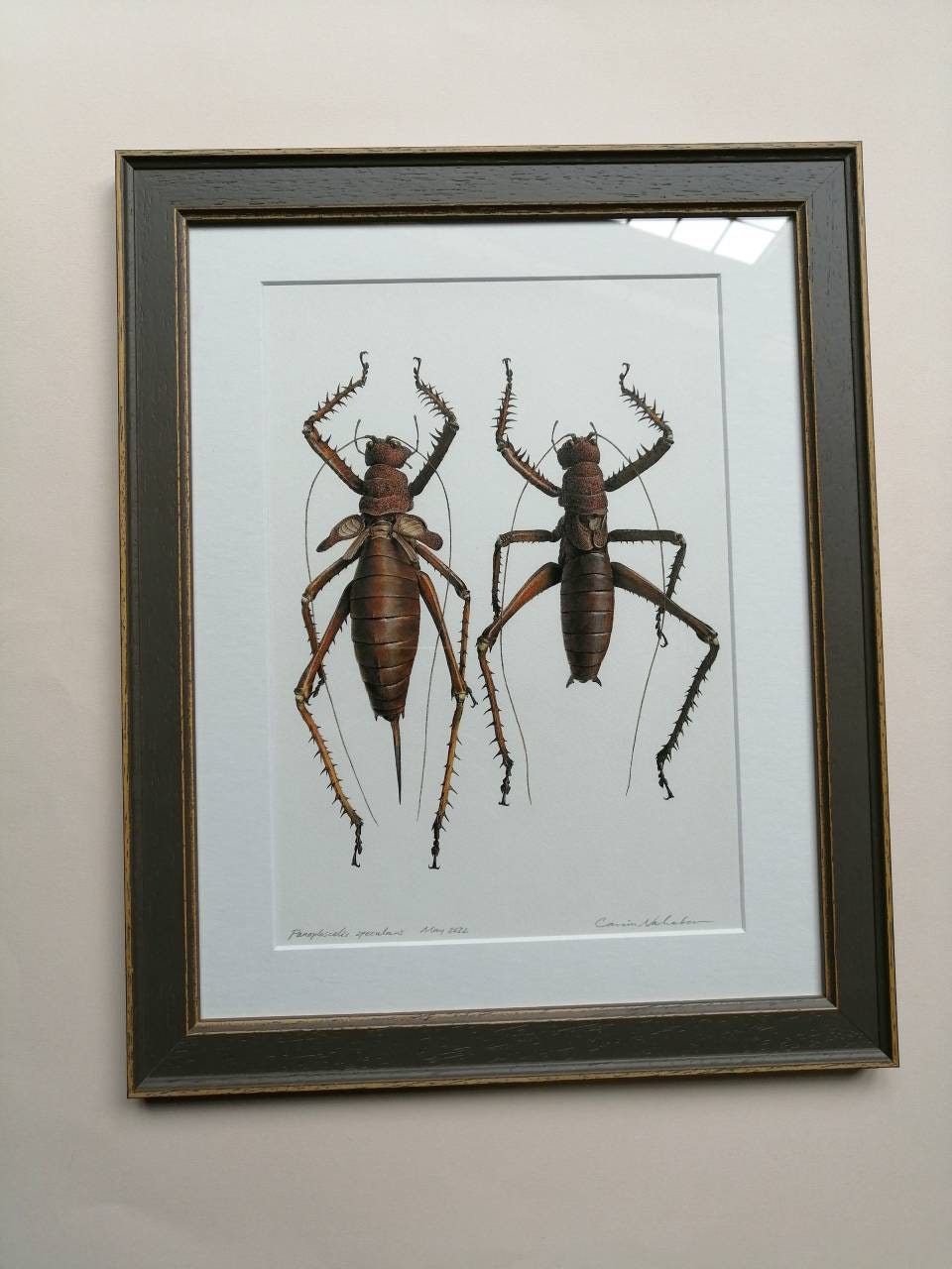 Framed Original Artwork - Panoploscelis specularis Female & Male pair