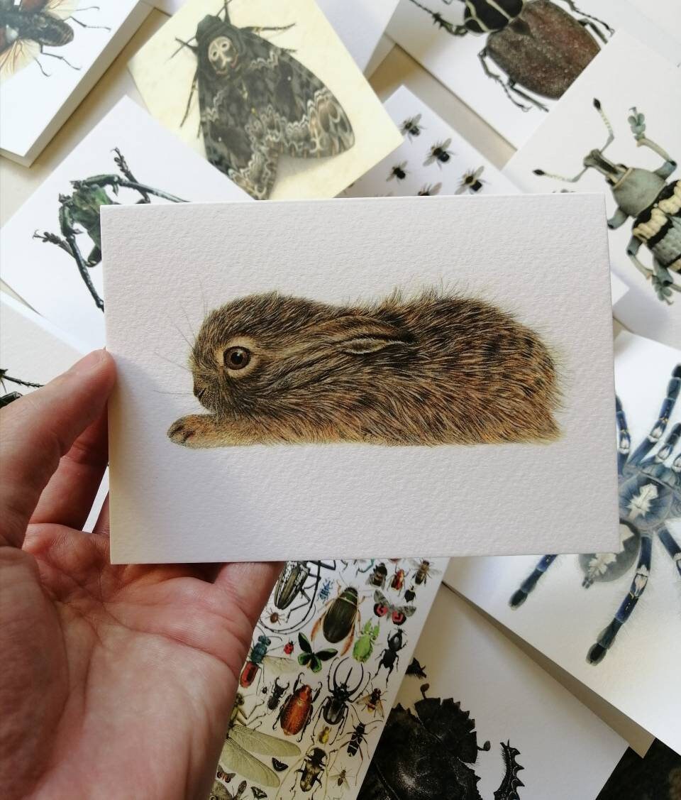 Greetings card - Leveret, baby Hare