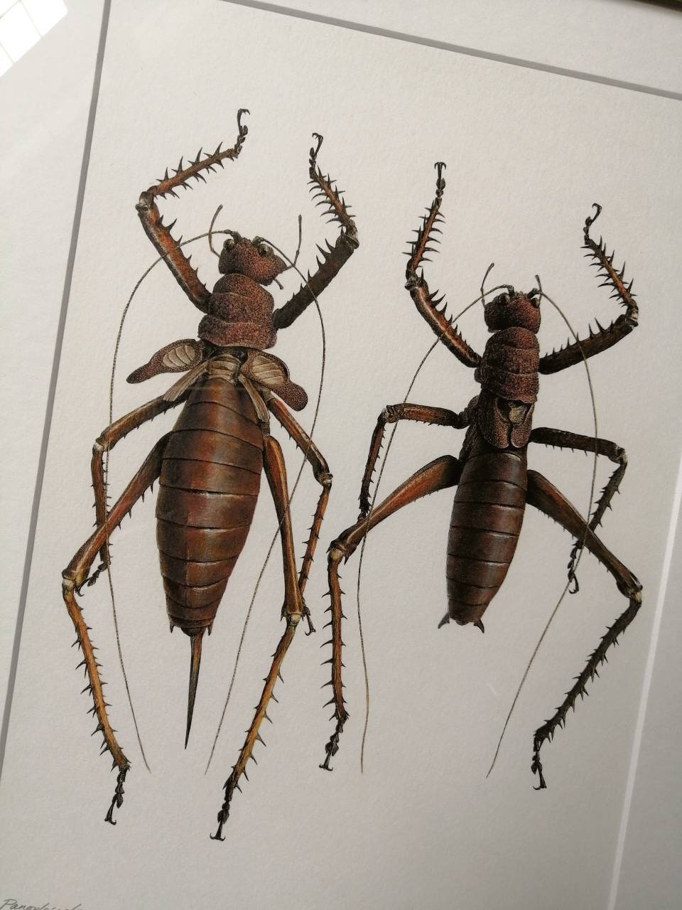 Framed Original Artwork - Panoploscelis specularis Female & Male pair