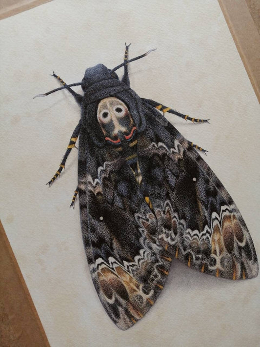 Limited edition art print Acherontia lachesis Death's Head Moth