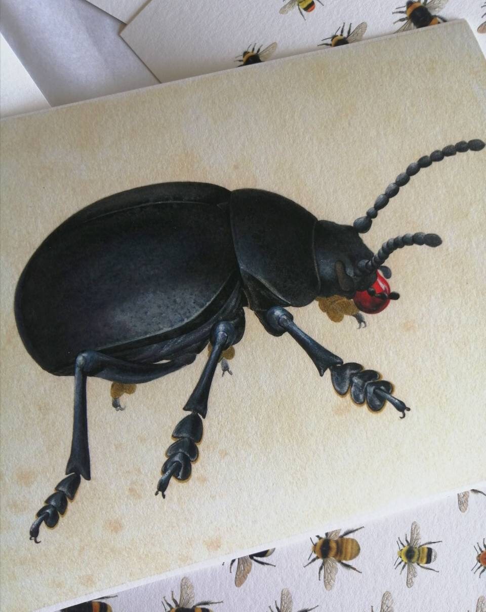 Bloody Nosed Beetle, Timarcha tenebricosa, 10x8inch limited edition art print