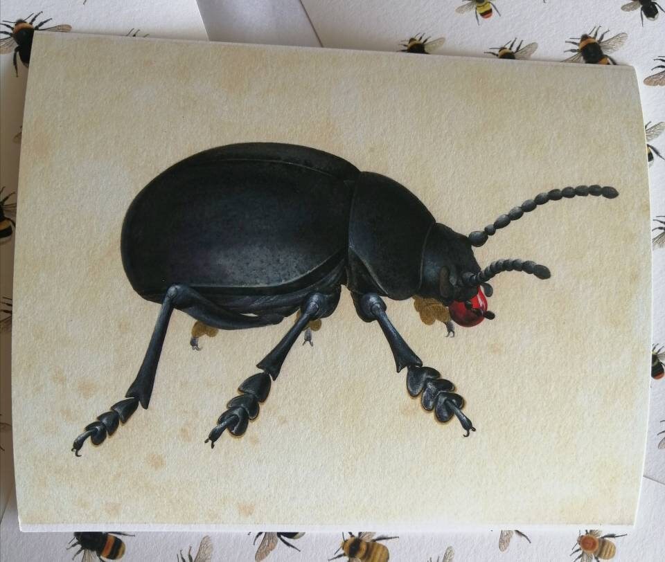 Bloody Nosed Beetle, Timarcha tenebricosa, 10x8inch limited edition art print