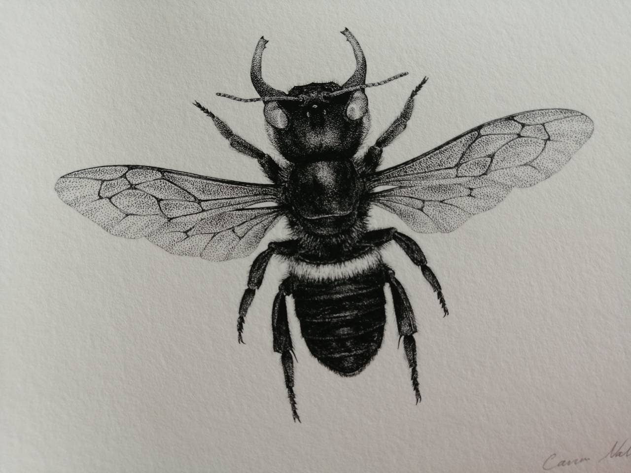 Megachile pluto archival quality art print A4 size