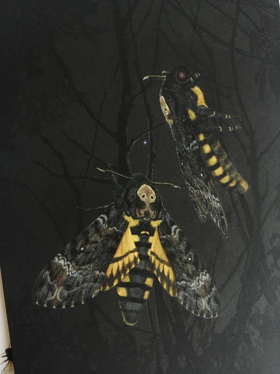 A4 size limited edition art print, death's head moth, The star over Acheron. Acherontia atropos