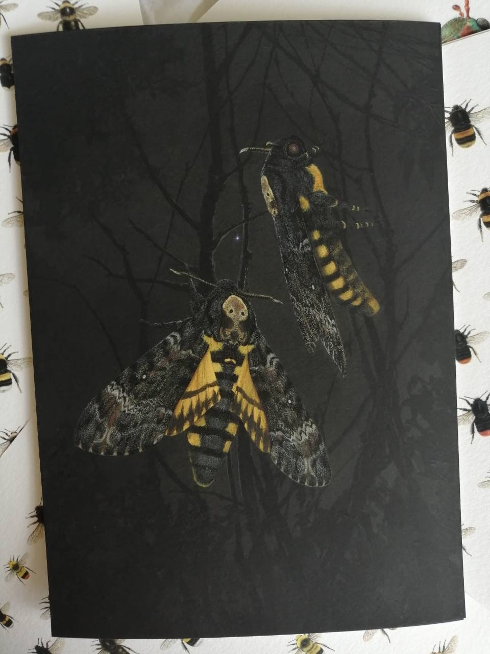 A4 size limited edition art print, death's head moth, The star over Acheron. Acherontia atropos