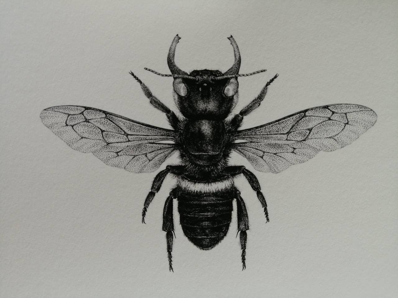 Megachile pluto archival quality art print A4 size