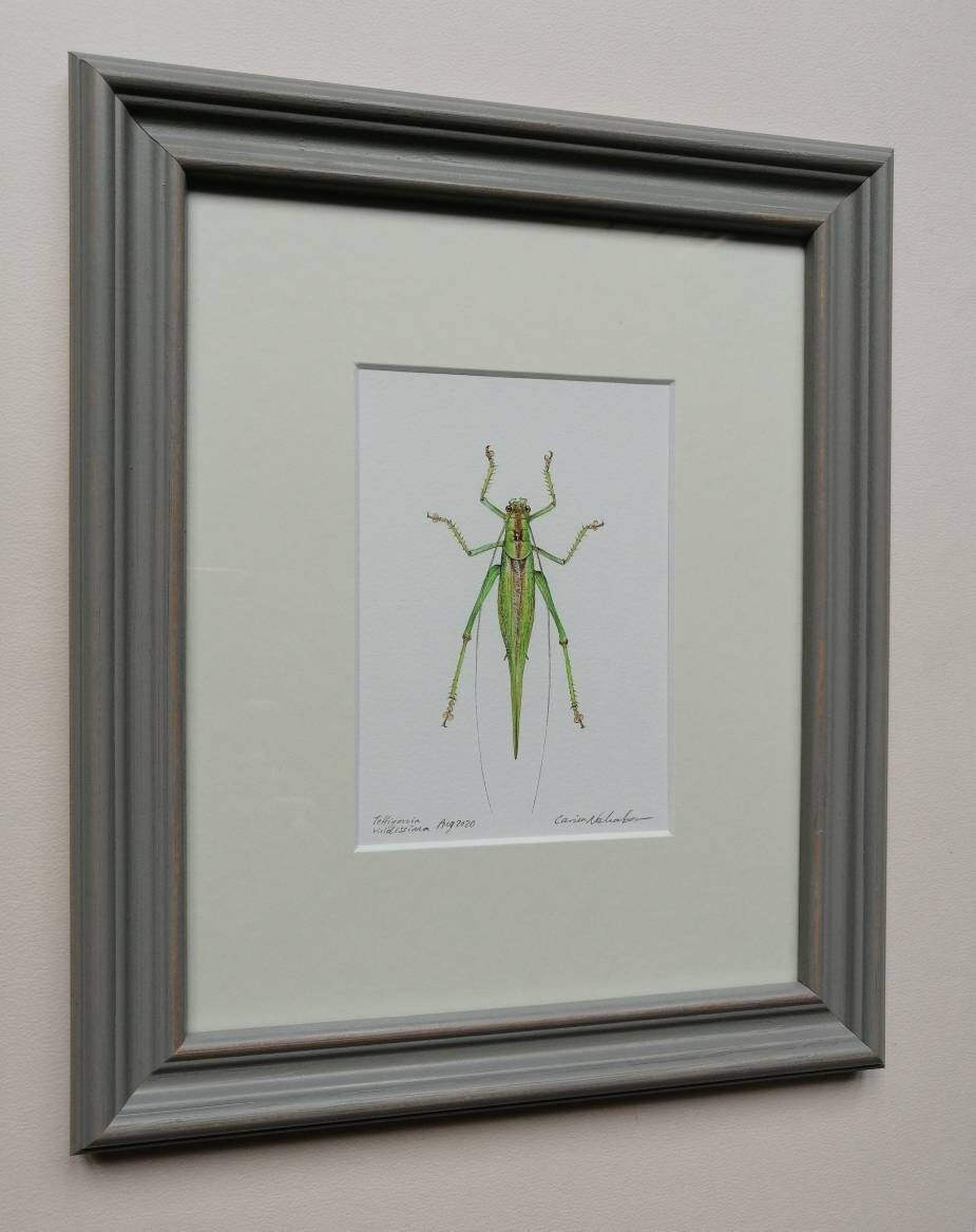 Framed Original Artwork - Great Green Bush Cricket, Tettigonia viridissima