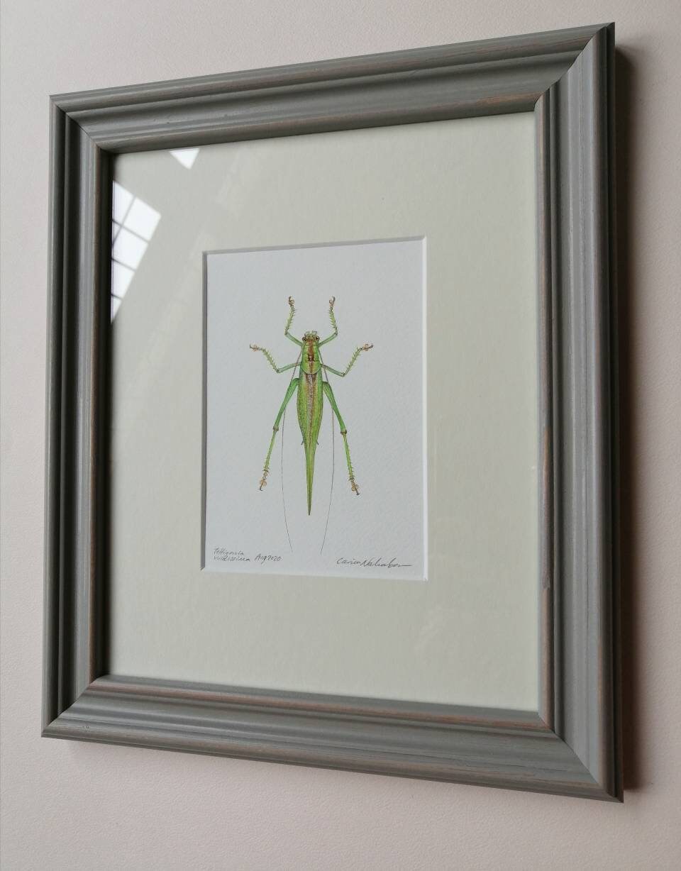 Framed Original Artwork - Great Green Bush Cricket, Tettigonia viridissima