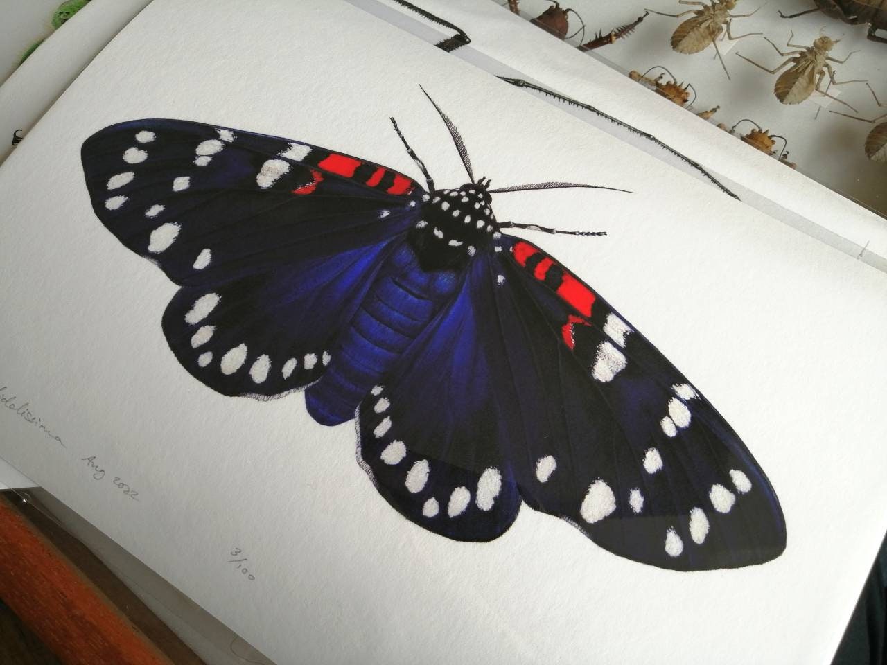 Composia fidelissima, Faithful Beauty Tiger moth. A4 size limited edition art print