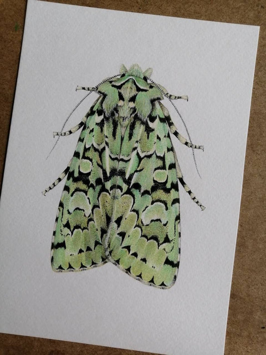 Merveille du jour, Griposia aprilina 10 x 8" size limited edition art print