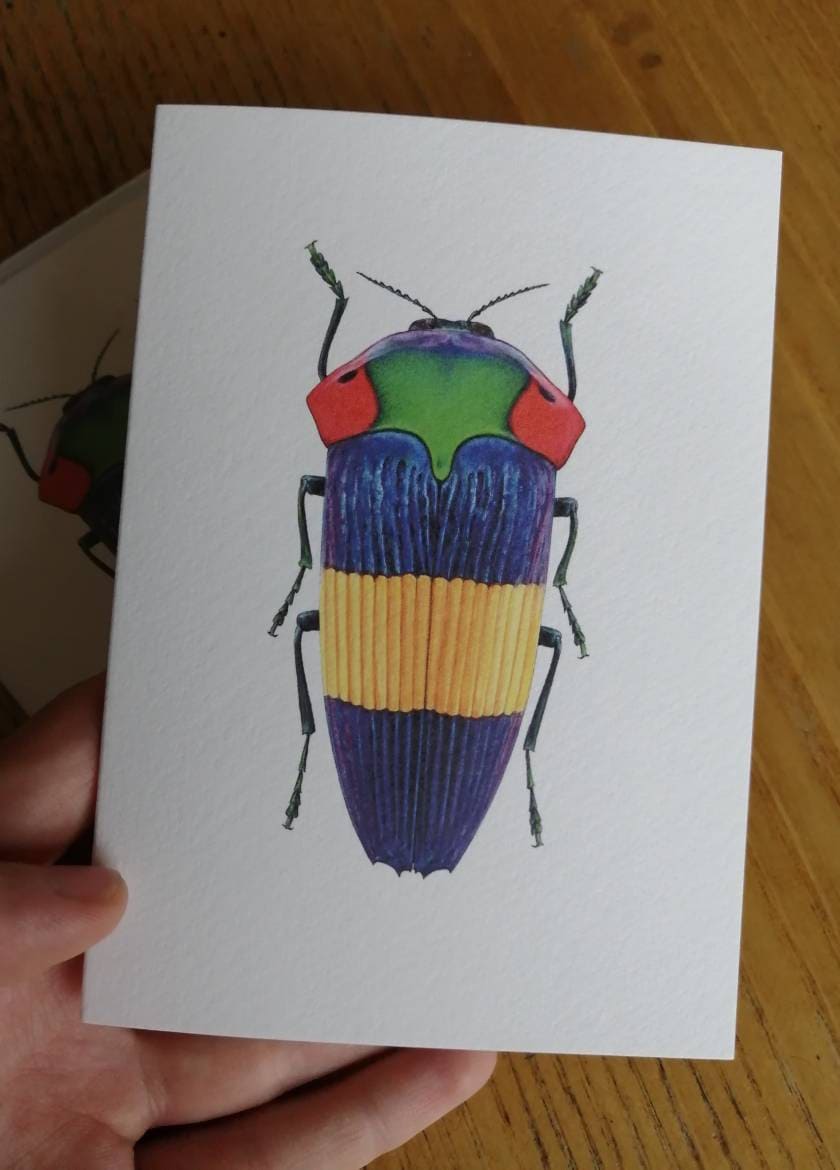 Calodema ribbei greetings card, jewel beetle