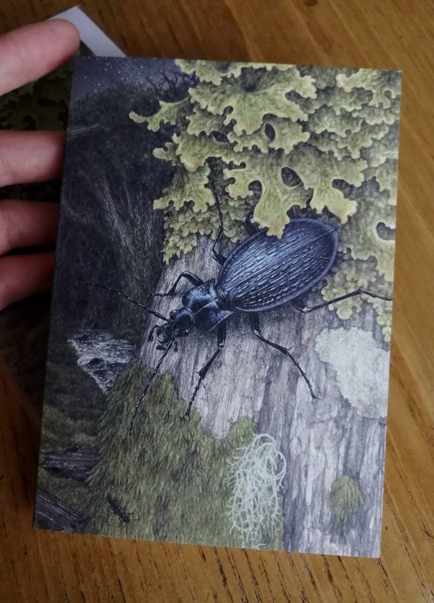 Carabus intricatus greetings card - blue ground beetle in Dartmoor woods