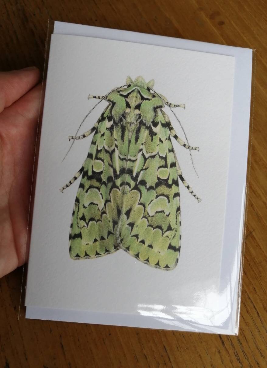 Merveille du jour moth greetings card, Griposia aprilina