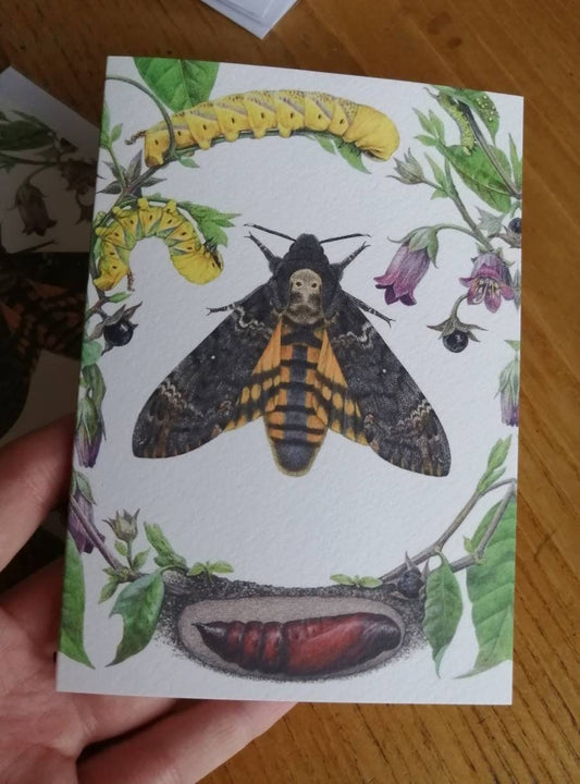 Death's Head Hawk Moth lifecycle Greetings Card - Acherontia atropos