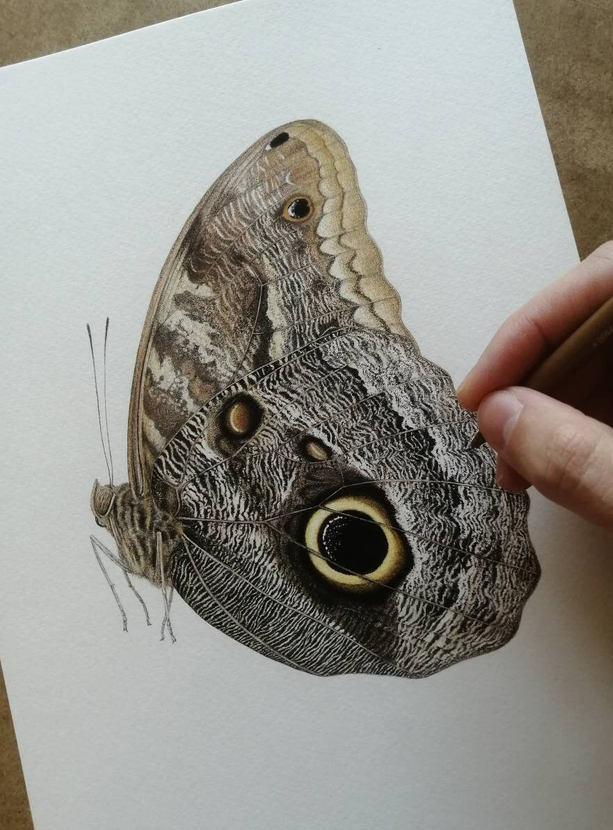 Caligo telamonius memnon Pale Owl butterfly A4 size limited edition art print