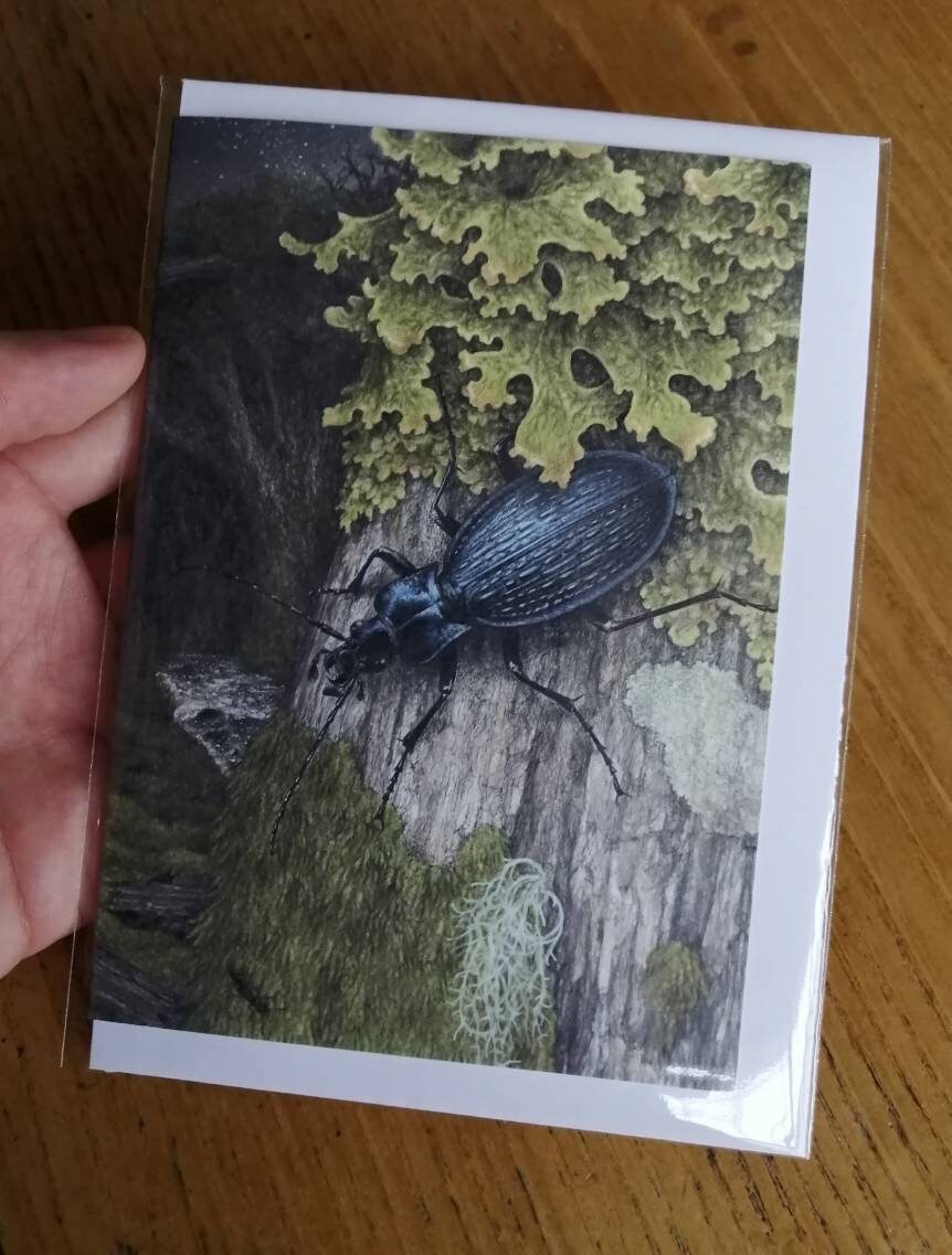 Carabus intricatus greetings card - blue ground beetle in Dartmoor woods