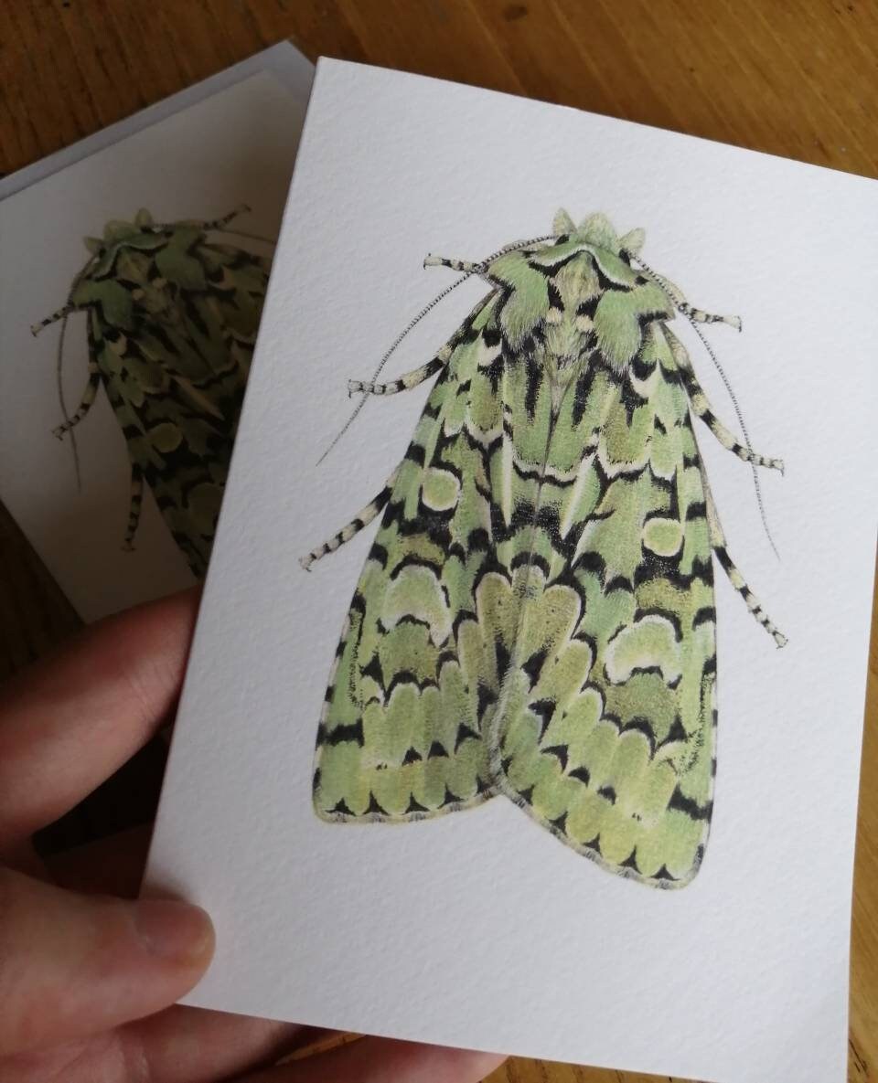 Merveille du jour moth greetings card, Griposia aprilina