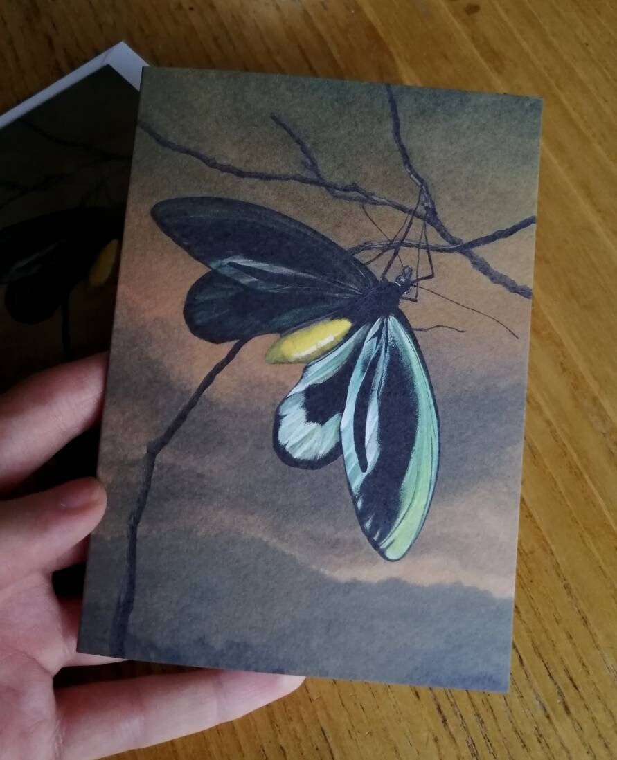 Ornithoptera alexandrae greetings card - Queen Alexandra Birdwing Butterfly