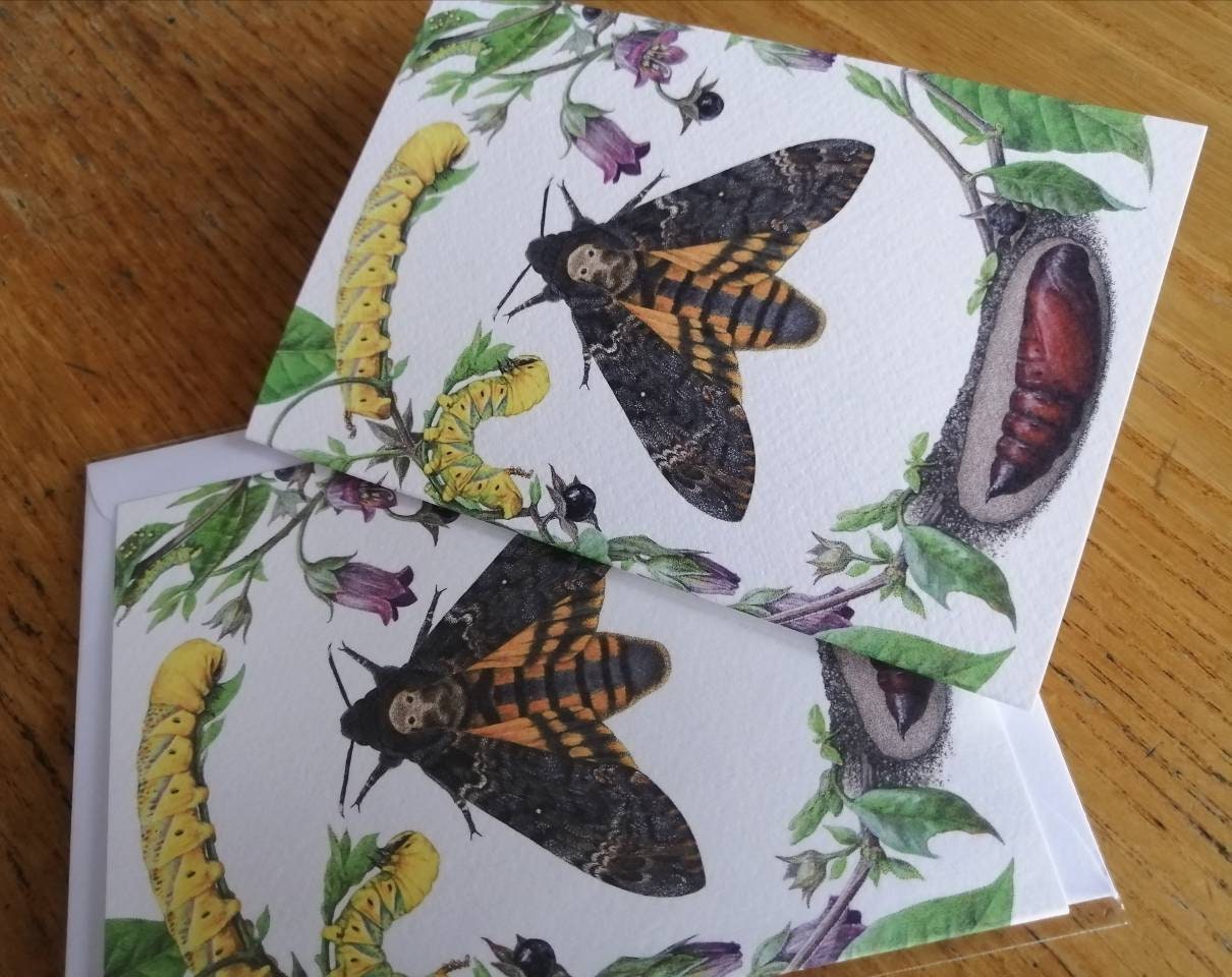 Death's Head Hawk Moth lifecycle Greetings Card - Acherontia atropos