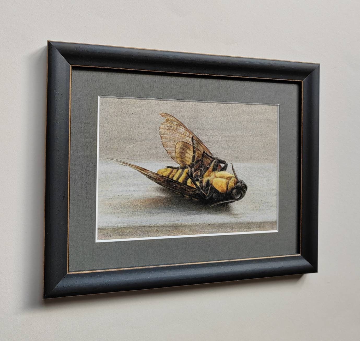 Framed Limited edition print. The Closed Window. Death's Head Hawk Moth, Acherontia atropos